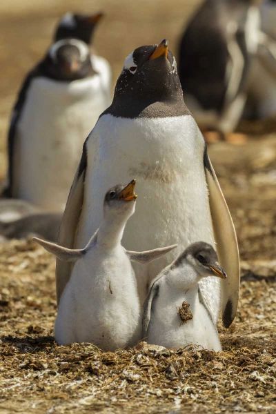 East Falkland Gentoo penguin parent and chicks